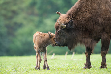 Fototapete Bison Europäischer Wisent im Naturschutzgebiet  © Wildpix imagery