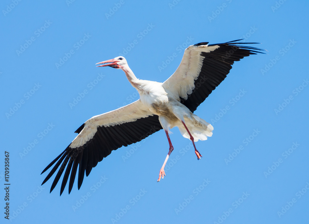Fototapeta premium Flying white stork with blue sky