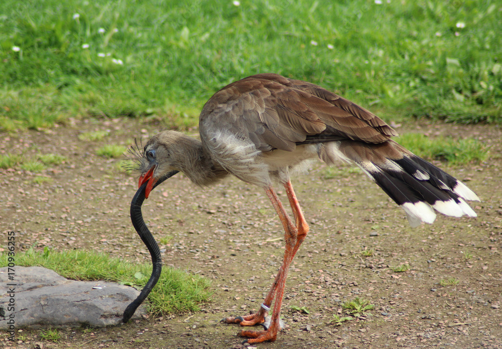 Fototapeta premium red-legged seriema