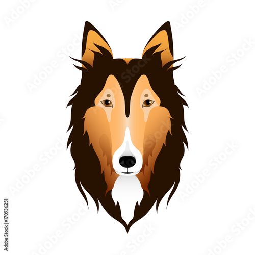 Isolated colorful head and face of scottish shepherd, collie, sheltie, sheepdog on white background. Line color flat cartoon breed dog portrait.