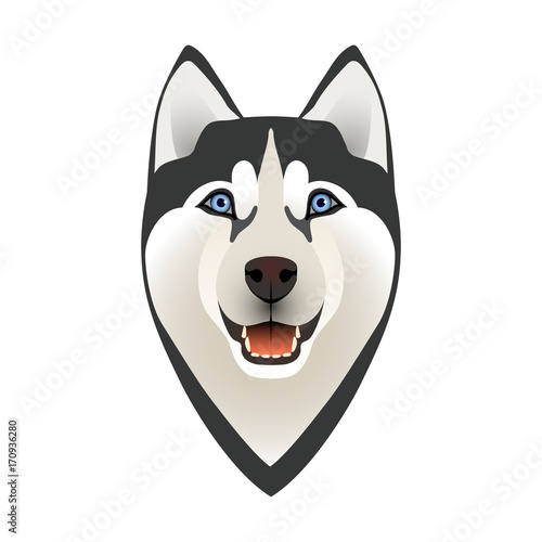 Isolated colorful head and face of black siberian husky on white background. Line color flat cartoon breed dog portrait.