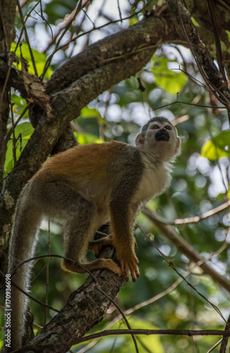 Little Titi monkey in a tree © David