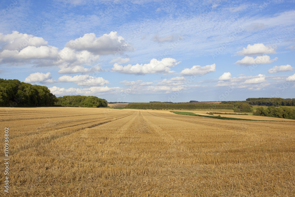 wheat stubble and woodland