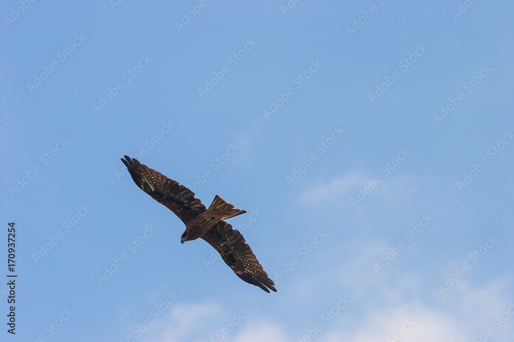 Obraz premium とんび