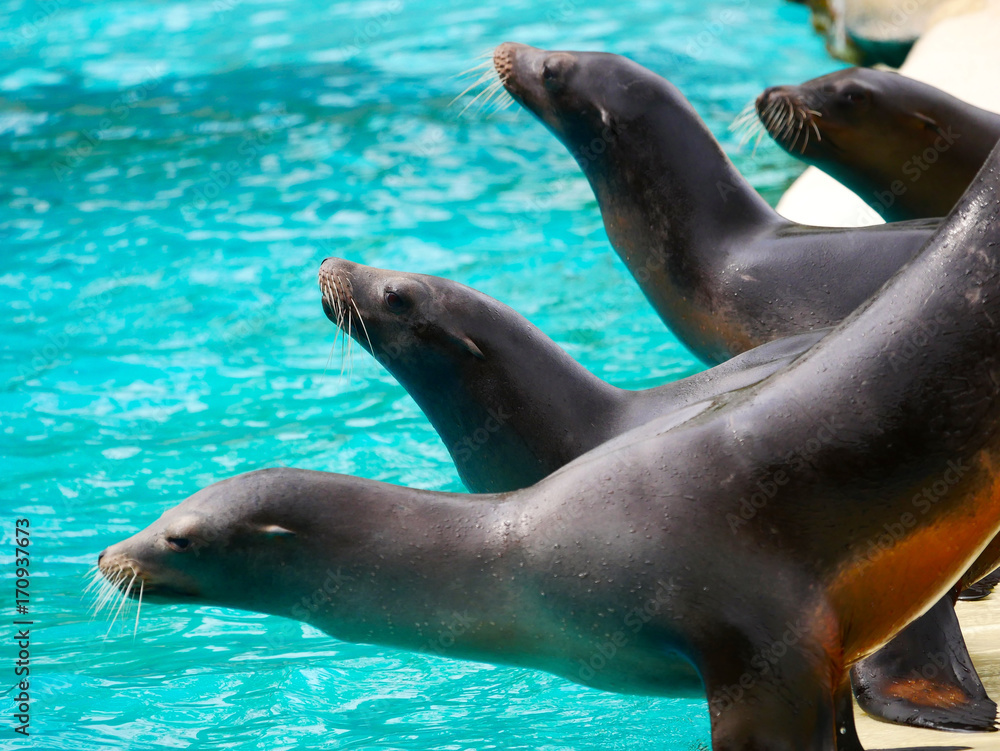 Naklejka premium Otarie