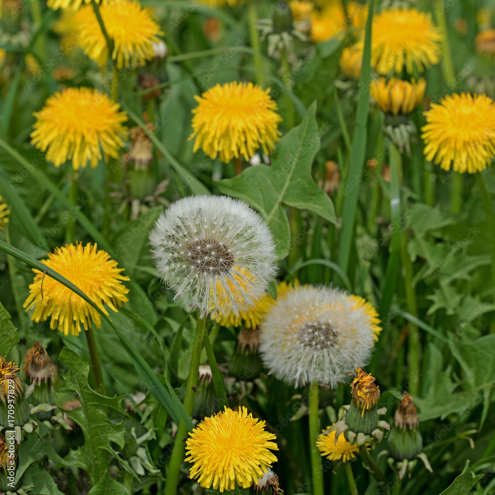 Löwenzahn, Taraxacum Löwenzahn, Taraxacum