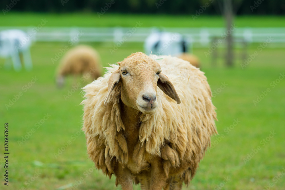 Sheep at farm