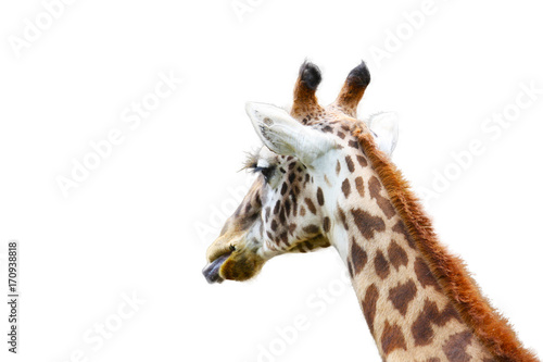 Fototapeta Naklejka Na Ścianę i Meble -  Giraffe (