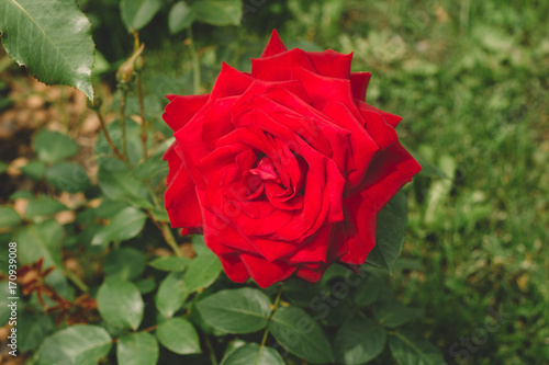 beautiful red rose bud in a garden