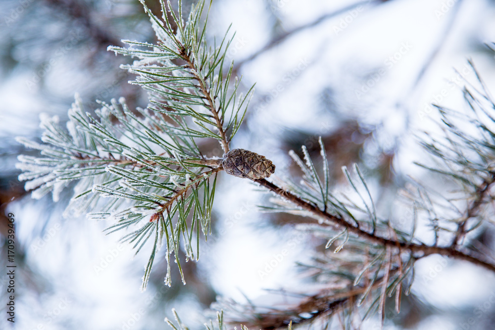 snow-covered pine branch with a pine cone in the winter