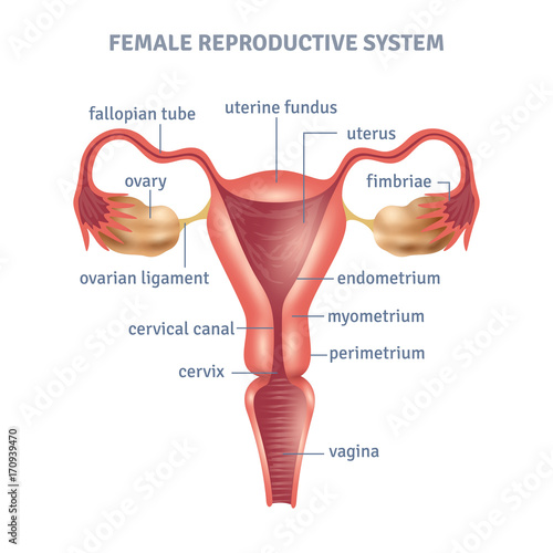 Uterus Poster photo