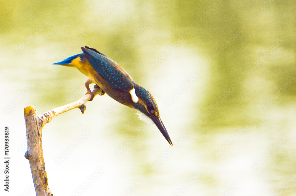 Fototapeta premium Kingfisher