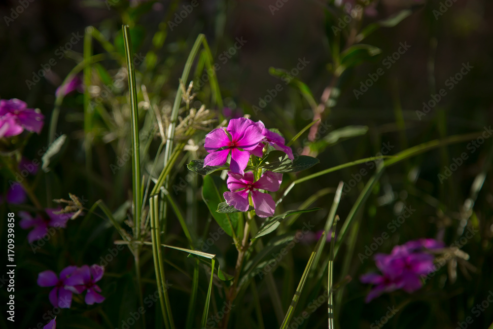 Obraz premium Close-up small pink flower