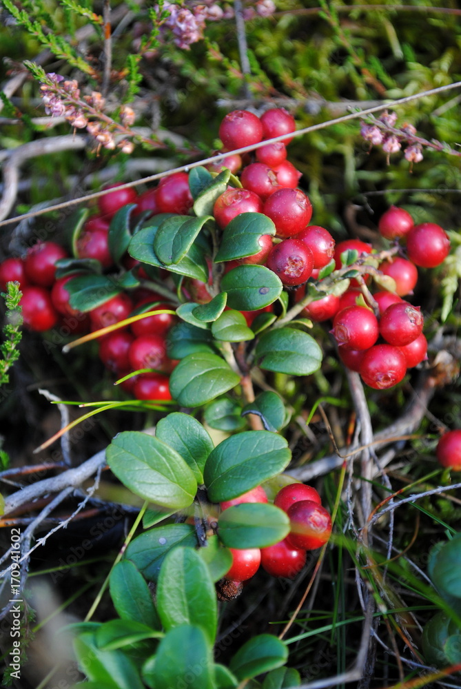Obraz premium Preiselbeeren 