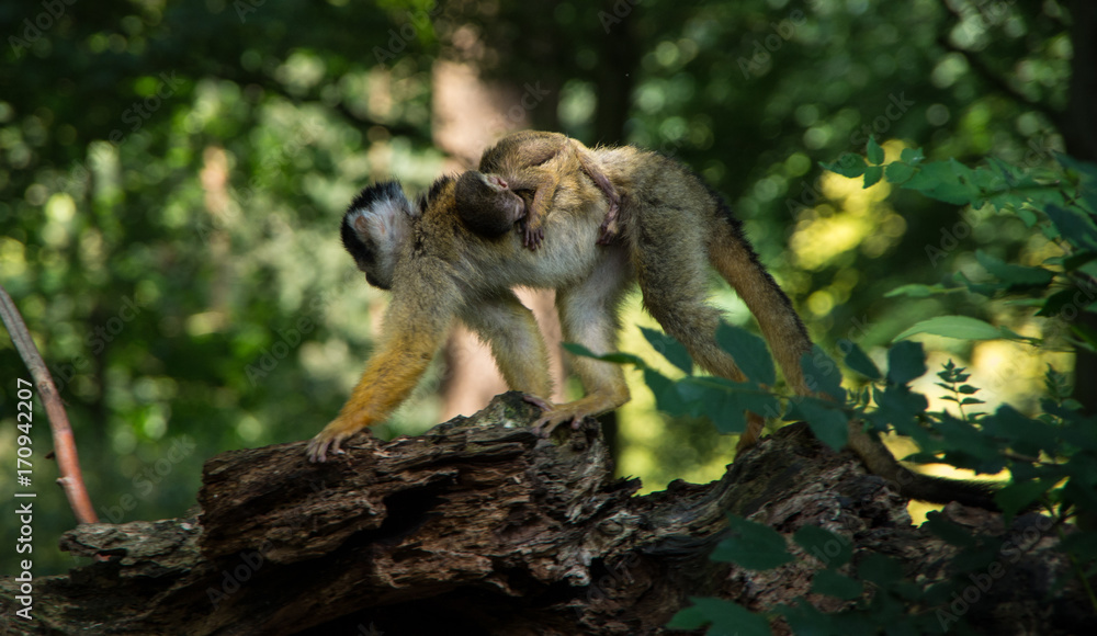 Obraz premium Monkey Business
