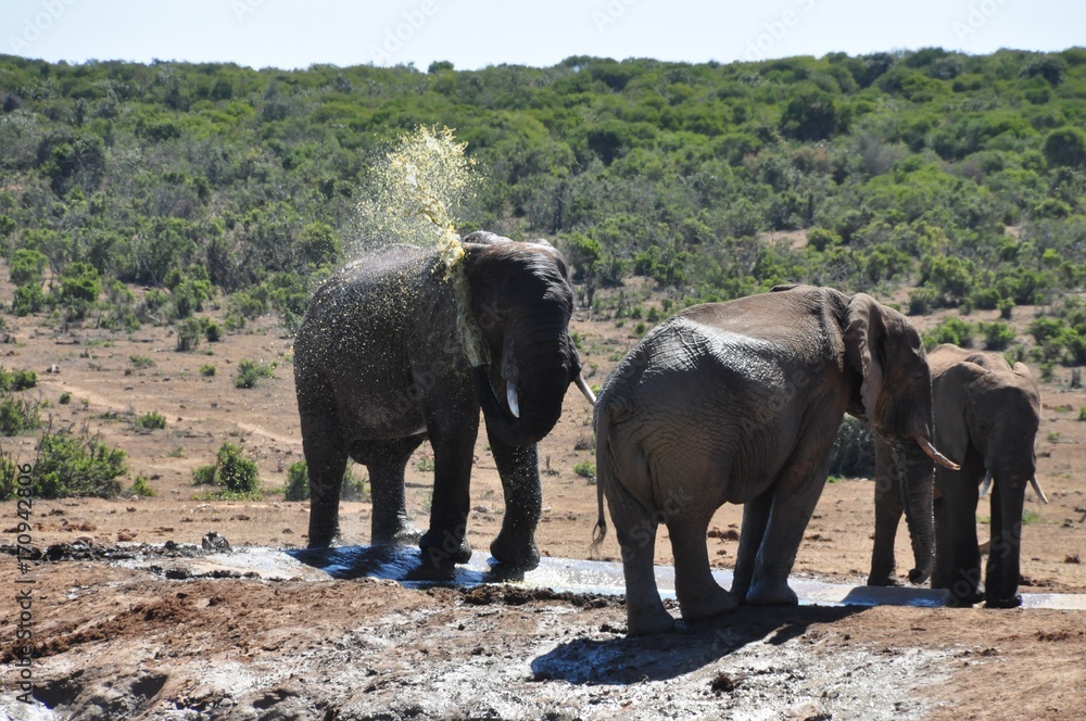 Obraz premium Elephant shower