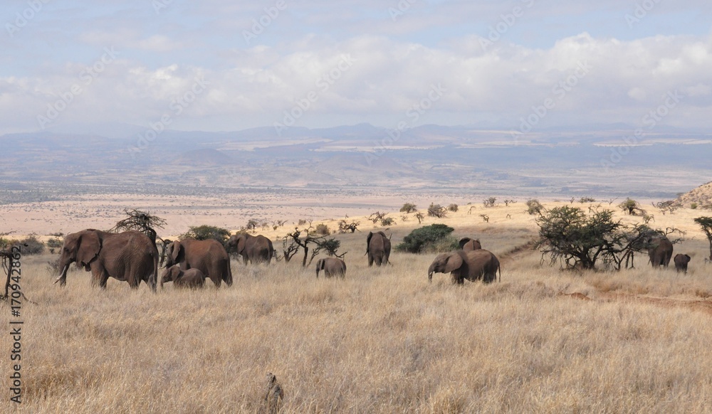 Elephant herd with mountain ridge in background Elephant herd with mountain ridge in background