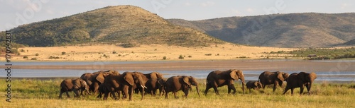 Elephant herd in beautiful ...
