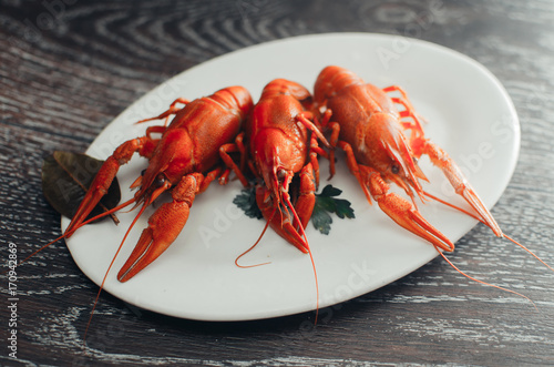 Crayfish on a white plate on a dark background photo