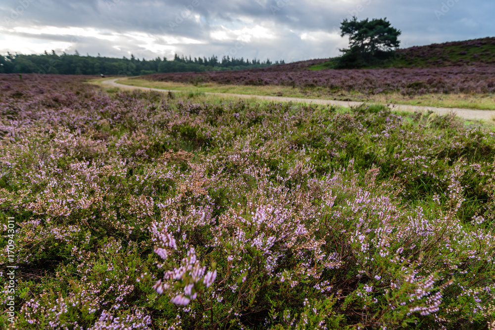 Flowering Heathland or moorland in Holland Flowering Heathland or moorland in Holland