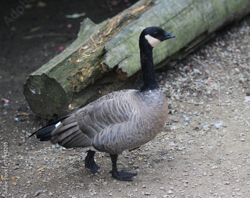 cackling goose (Branta hutchinsii)