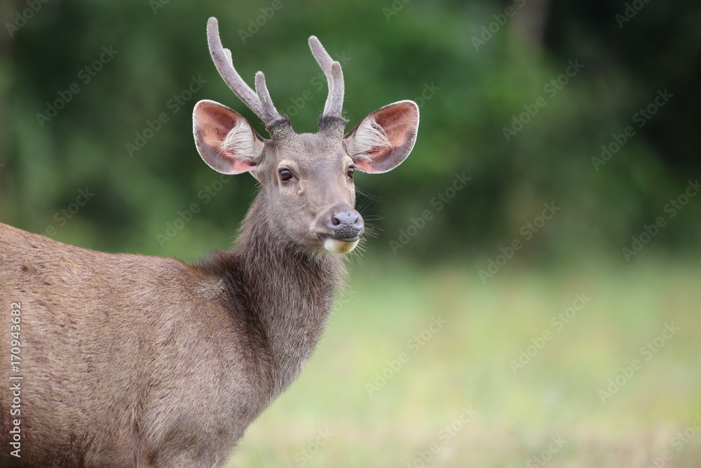 Sambar Deer (Rusa unicolor)  in Khao Yai National Park, Thailand  
