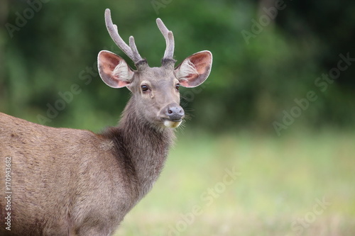 Sambar Deer  Rusa unicolor   in Khao Yai National Park  Thailand  