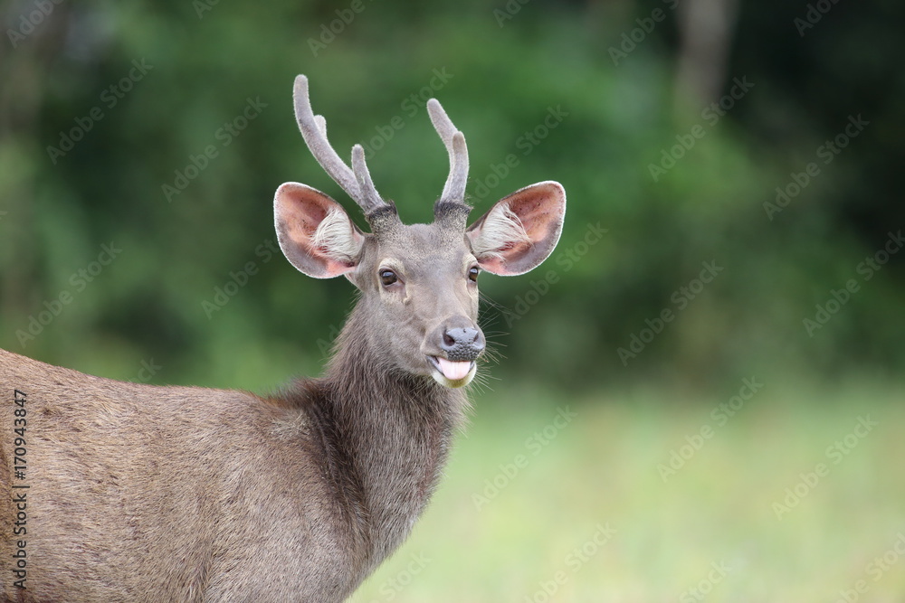 Sambar Deer (Rusa unicolor) in Khao Yai National Park, Thailand Sambar Deer (Rusa unicolor) in Khao Yai National Park, Thailand