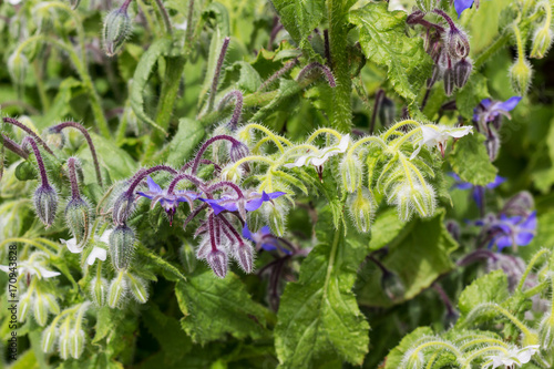 Borretsch mit blauen Blüten photo