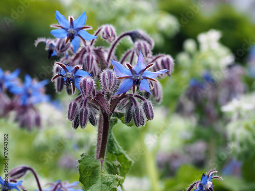 Borretsch mit blauen Blüten photo