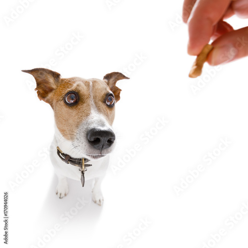 dog  treat with owner © Javier brosch