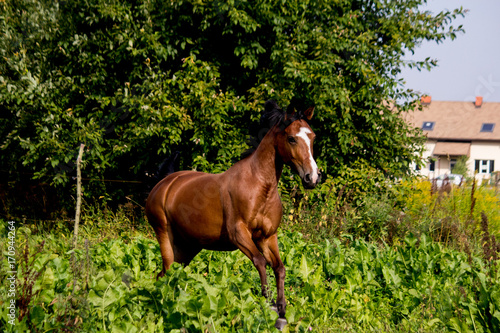 Bay arabian mare galloping at the pasture