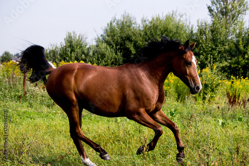 Bay arabian mare galloping at the pasture