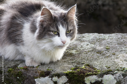 Photography cat in the wild