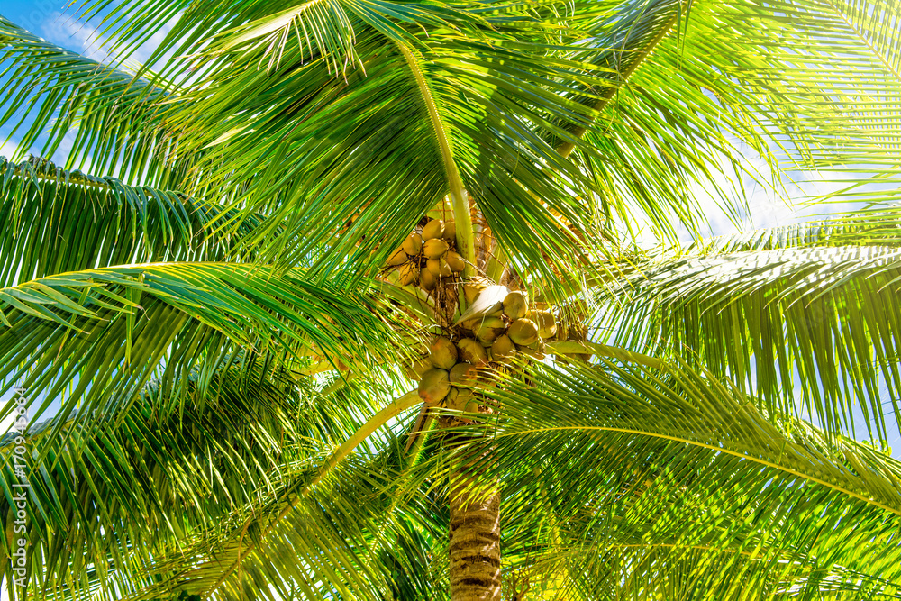 Fototapeta premium Bottom view of palm trees with coconut branches