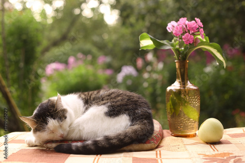 cat napping sleep with flox flowers in vase on summer garden background photo