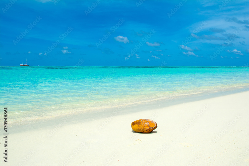 Yellow large coconut near water of ocean on the sandy beach Yellow large coconut near water of ocean on the sandy beach