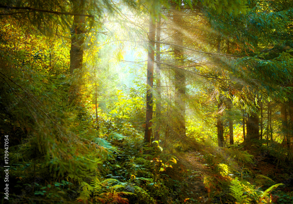 Autumn scene. Misty old forest with sun rays, shadows and fog