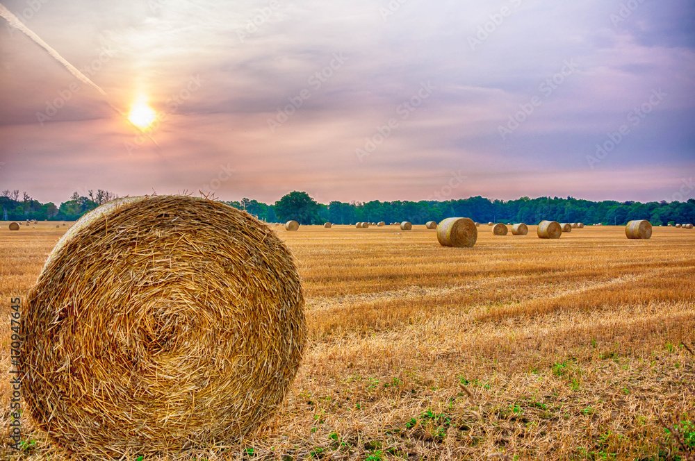 Morning field of hay IV Morning field of hay IV