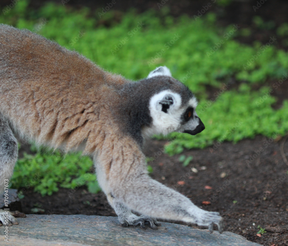 Fototapeta premium Ring tailed lemur