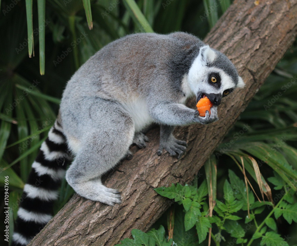 Obraz premium Ring tailed lemur
