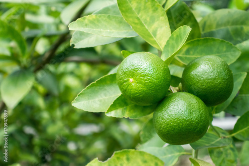 Green lime on a tree