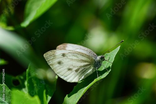 White butterfly sitting on a green grass © Victoria Meyo