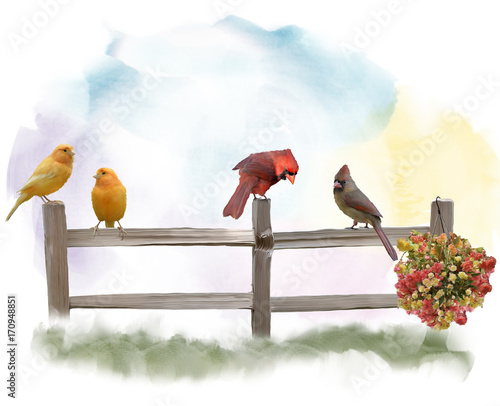 Fototapeta Birds on a Fence watercolor