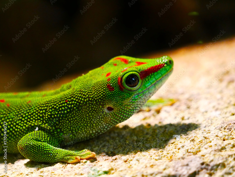 Fototapeta premium Lézard