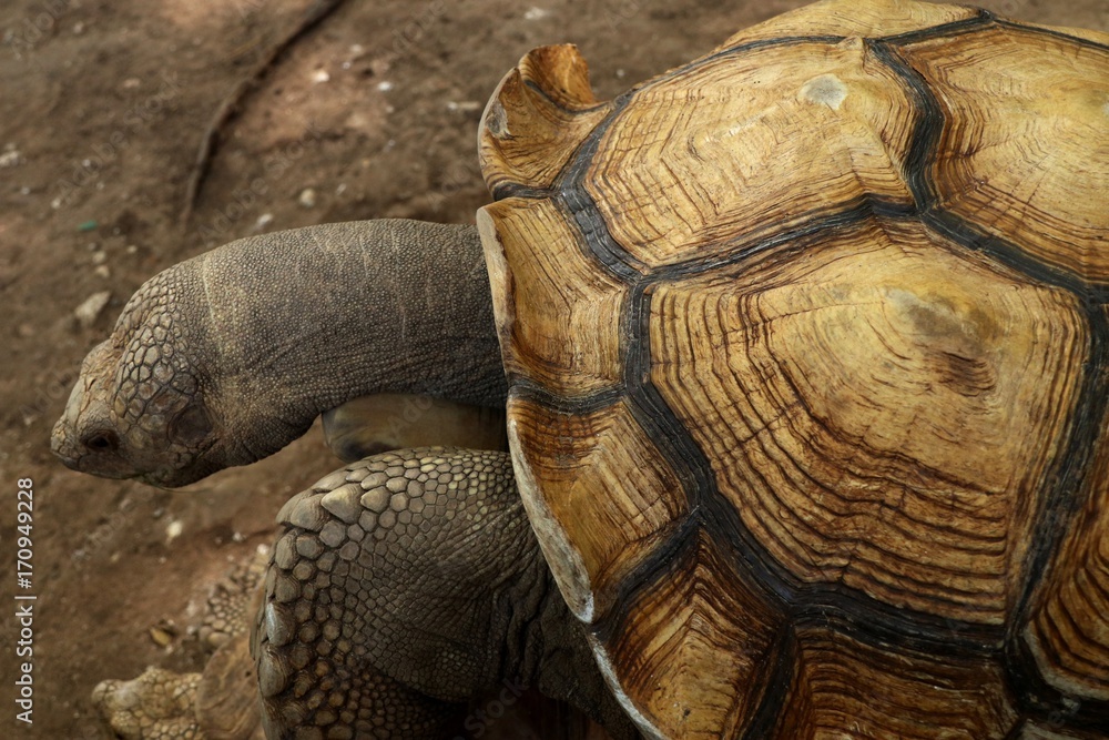 tortoise tortoise