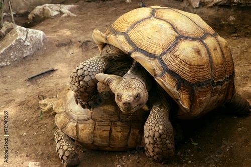 tortoise © oilslo