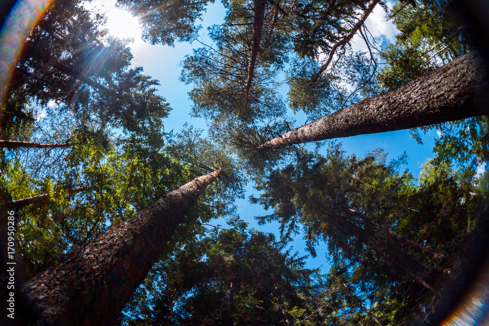 Fototapeta premium View of summer sky through trees crowns