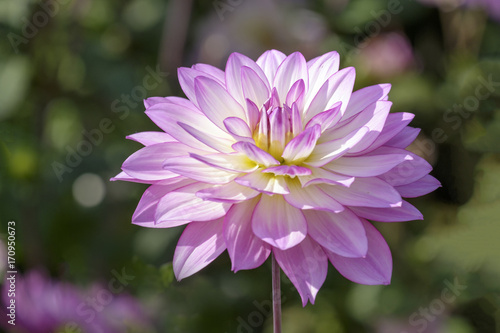 Fototapeta Naklejka Na Ścianę i Meble -  Dahlie (Dahlia)