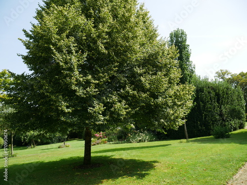 Parc Château de Beaulon photo